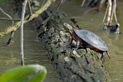 Painted Turtle 2