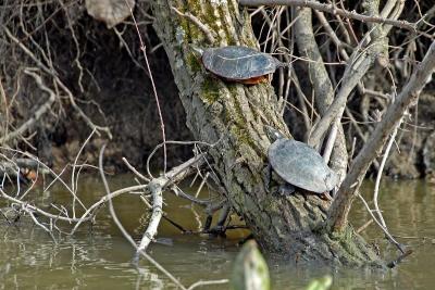 Painted Turtle 3