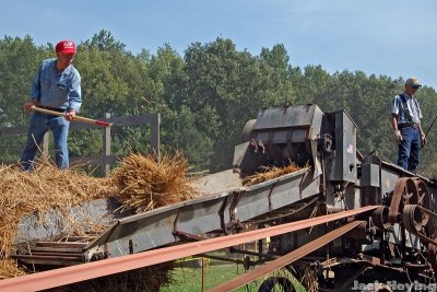 Loading wheat into the Thresher