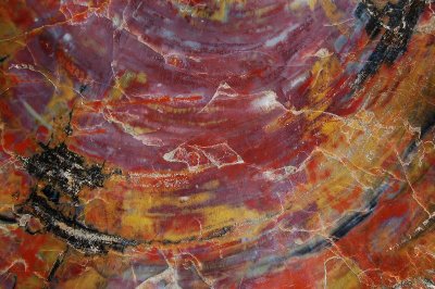 Petrified Log (End Grain)
