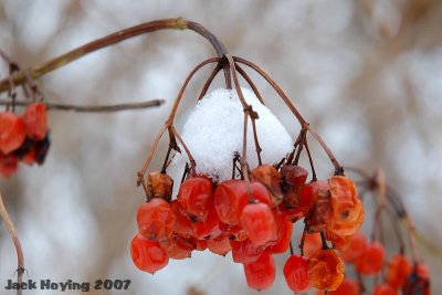 Winter Cranberries