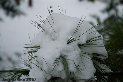 White Pine Snowball