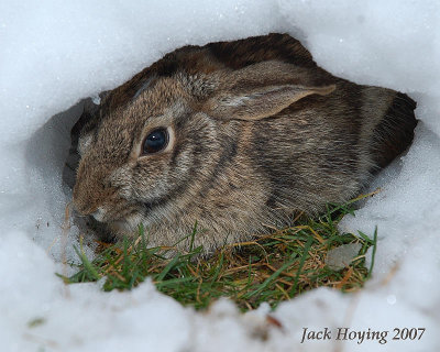 Snow Bunny