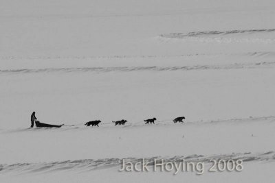 Dog sled team near Leadville, Colorado
