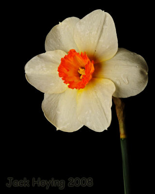 Daffodil Portrait