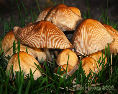 Toadstools in the Grass