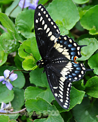 Black Swallowtail, Papilio polyxenes