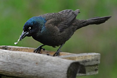 Boat-Tailed Grackle opens a sunflower seed