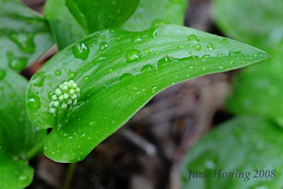 Canada Mayflower (Maianthemum canadense Desf.)