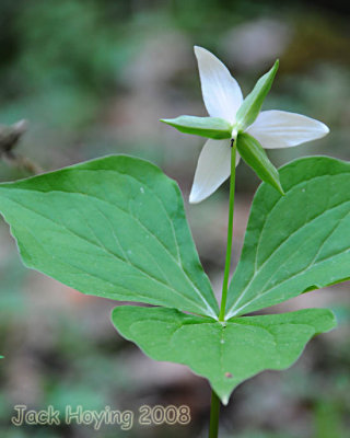 Large-flowered Trillium (backside)