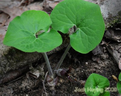Wild Ginger (bloom is at ground level)
