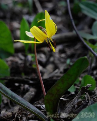 Yellow Trout Lilly