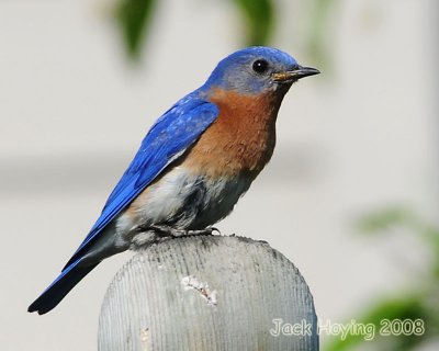 Male Eastern Bluebird