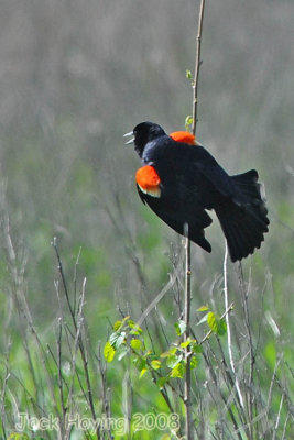 Redwing Blackbird trying to get a females attention