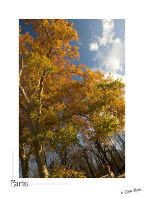 _D2A3405-autumn trees.jpg