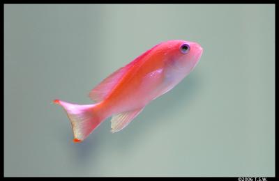 Female Lyretail Anthias