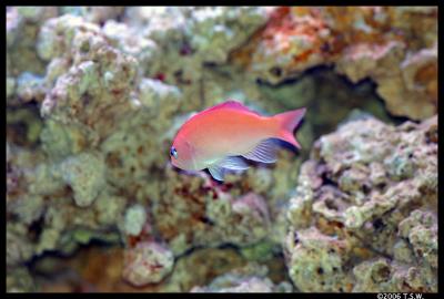 Female Lyretail Anthias