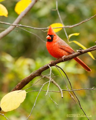 _MG_0116-cardinal.jpg