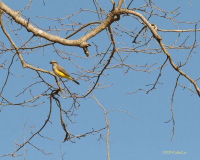 IMG_0571-WKingbird.jpg