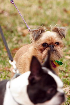 krewemutts004.JPG