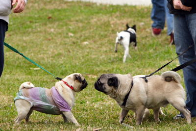 krewemutts007.JPG