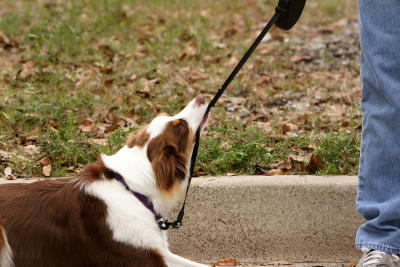 krewemutts010.JPG