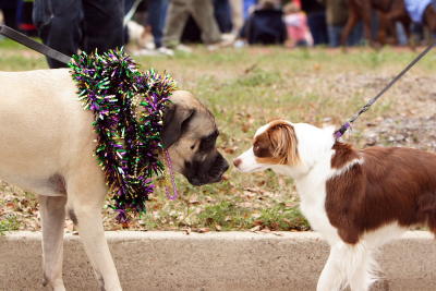 krewemutts017.JPG