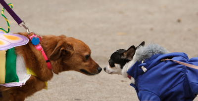 krewemutts020.JPG