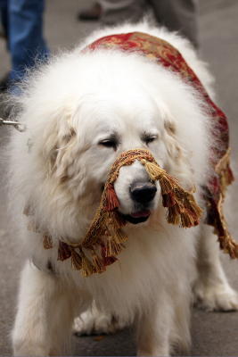 krewemutts046.JPG