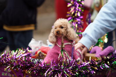 krewemutts060.JPG