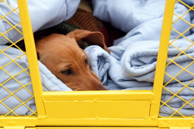 krewemutts062.JPG