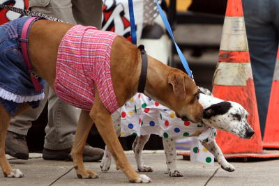 krewemutts063.JPG