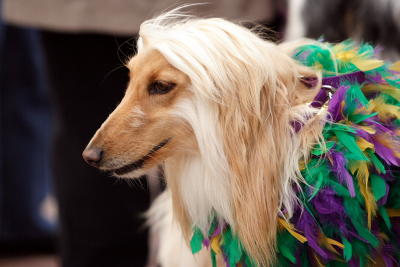 krewemutts069.JPG