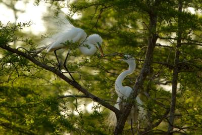 lake_martin_march_2006