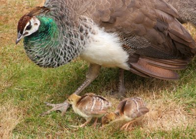 East Park Peacock and chicks 2.JPG