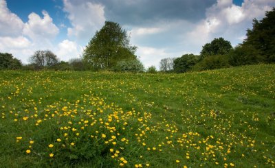 Buttercups on the Westwood.jpg