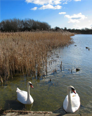 Hornsea mere8.jpg