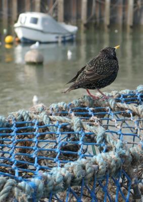 Bridlington harbour 3