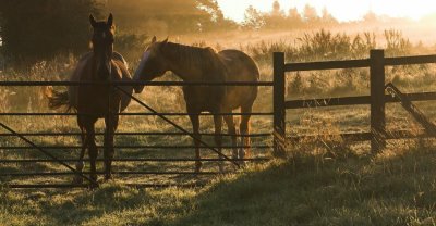 2 horses, Skidby