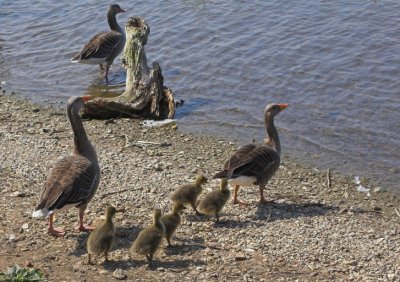 Hornsea Mere Goose chicks 2