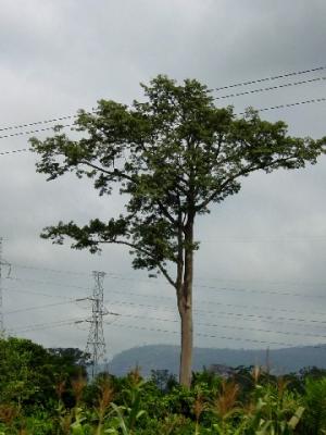 Landscape4.jpg