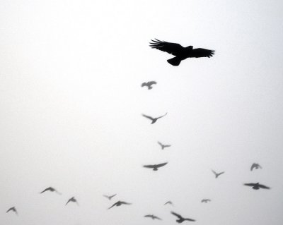 IMG_2065fogcrows.jpg