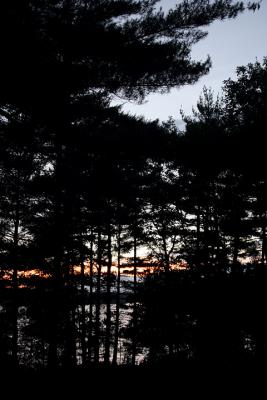37 IMG_4115sunsettrees.jpg