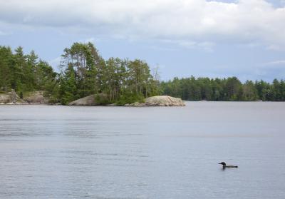 41 0502loon2.jpg