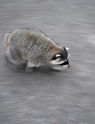 g3/20/570520/3/55767320.inthecitybytheseaDSC02988raccoon.jpg