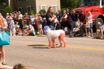 Patriotic Dog