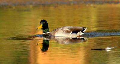 IMG_0145_1.jpg
