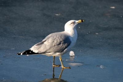 IMG_1528_1.jpg