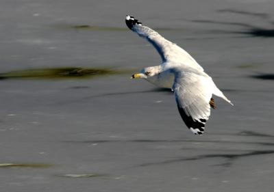 IMG_1514_1.jpg