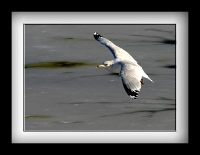 IMG_1514_3.jpg
